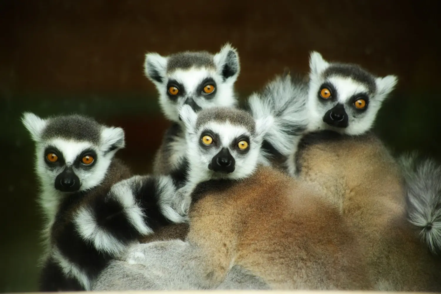 Indri Indri