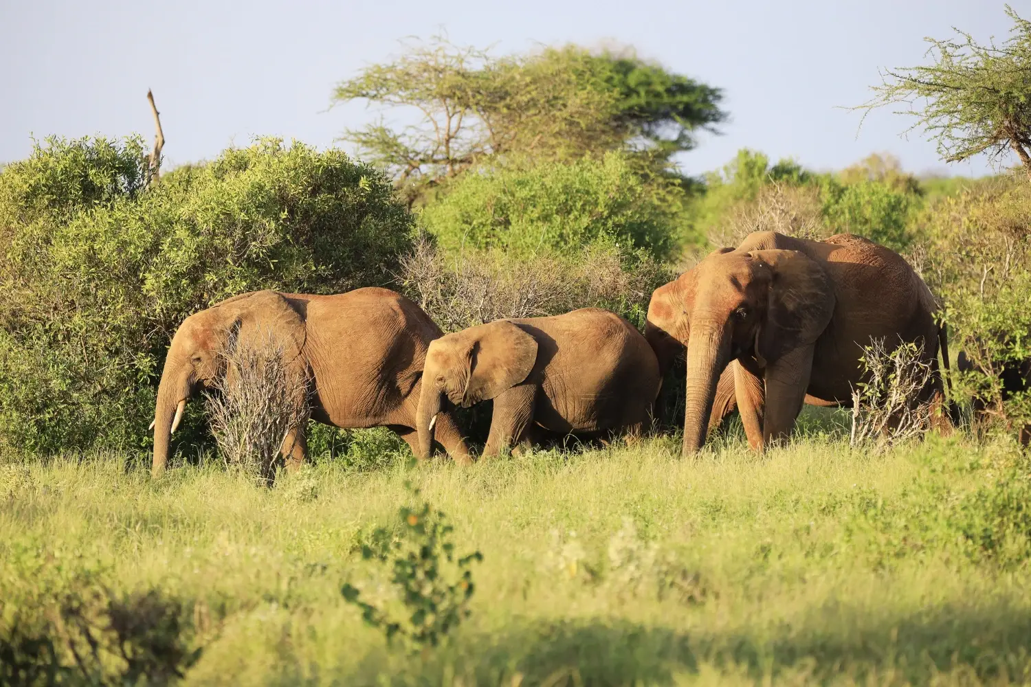 Zambia Tour Packages from Oman