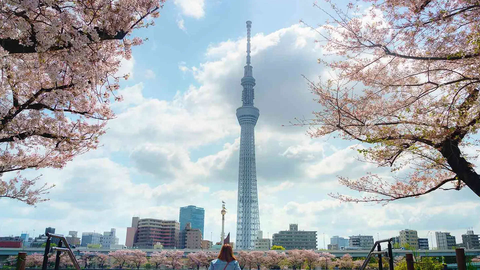 Japan Cherry Blossom Tour Package—9 Days (Tokyo-Tokyo)