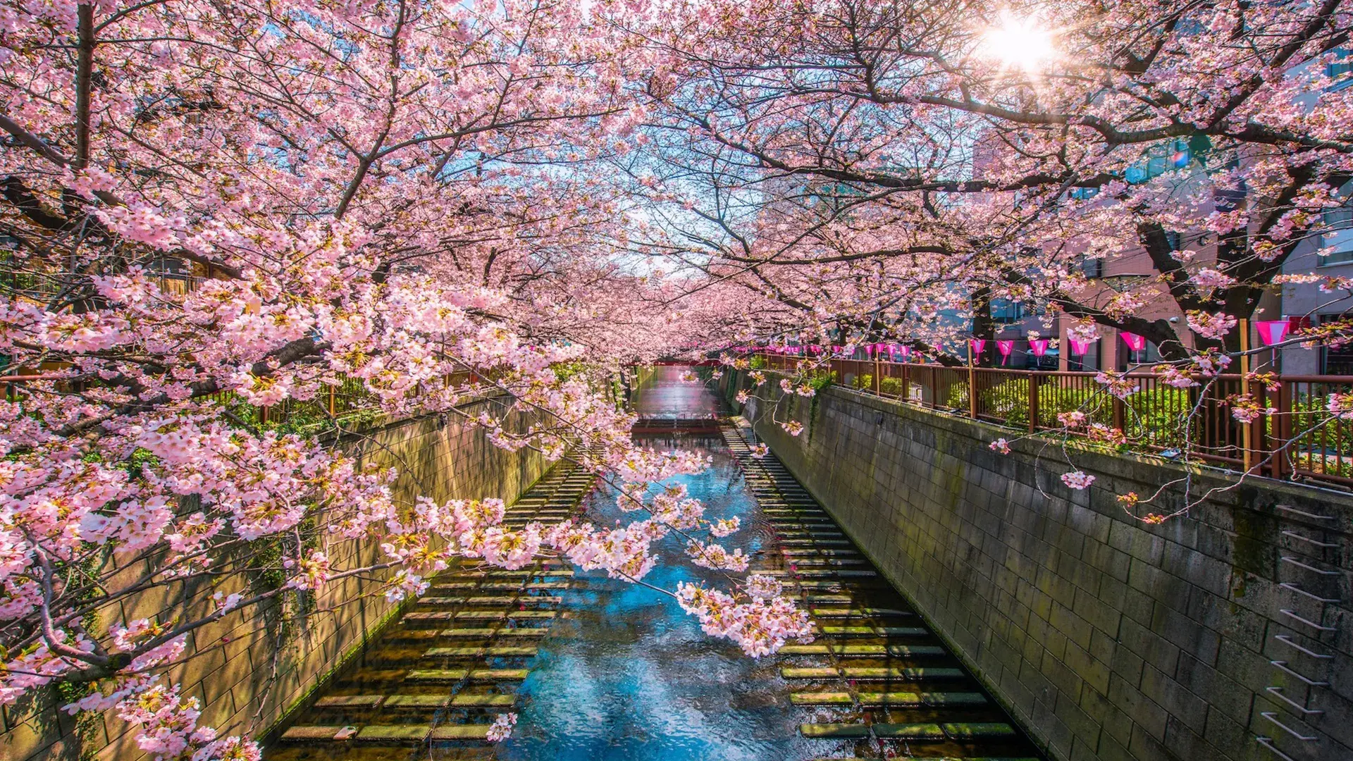 Japan Cherry Blossom Tour Package – 10 Days (Tokyo–Kobe)