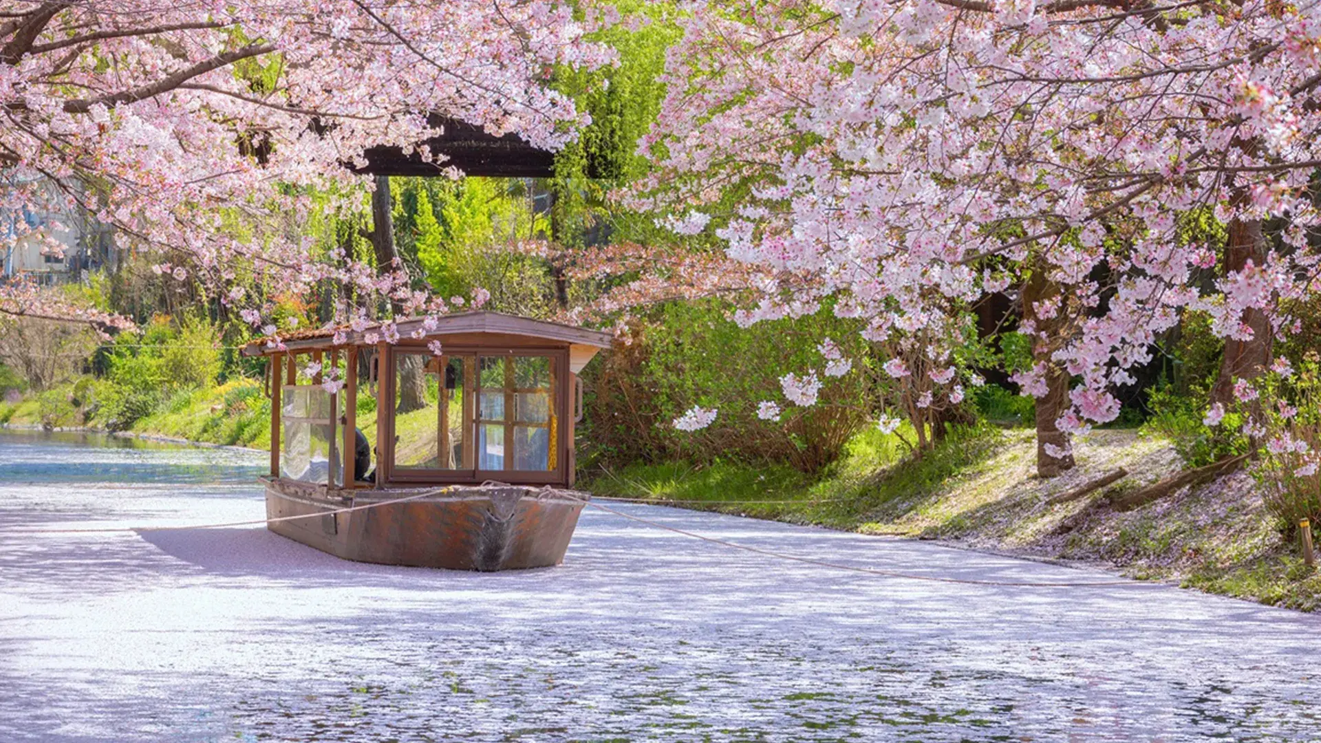 Japan Cherry Blossom Tour Package – 9 Days (Tokyo–Kobe)