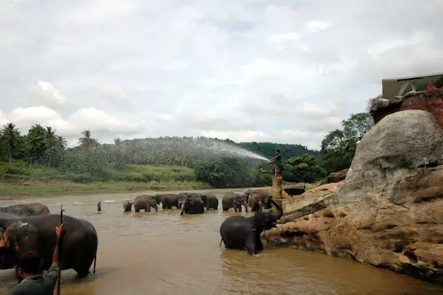 Pinnawala Elephant Orphanage