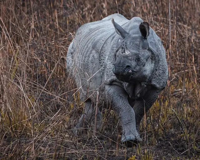 Kaziranga National Park