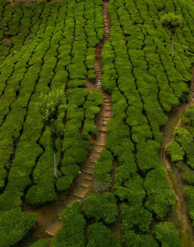 Munnar