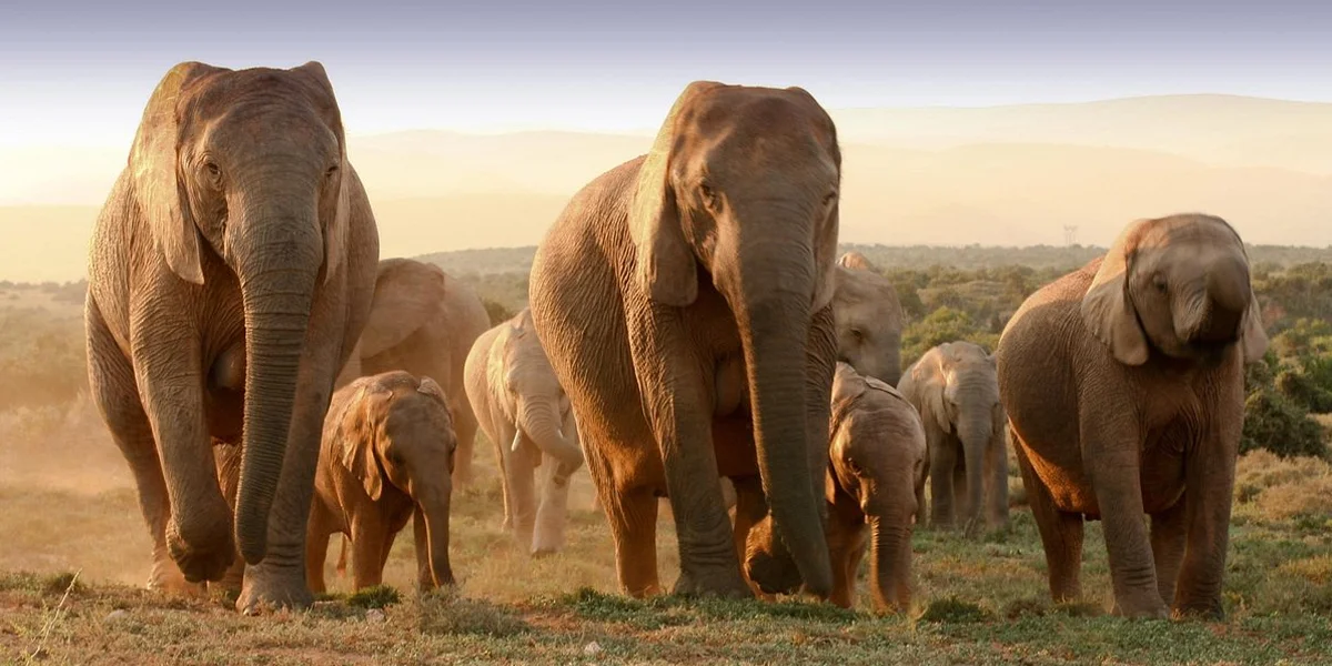 Addo Elephant National Park – A Secret Jewel
