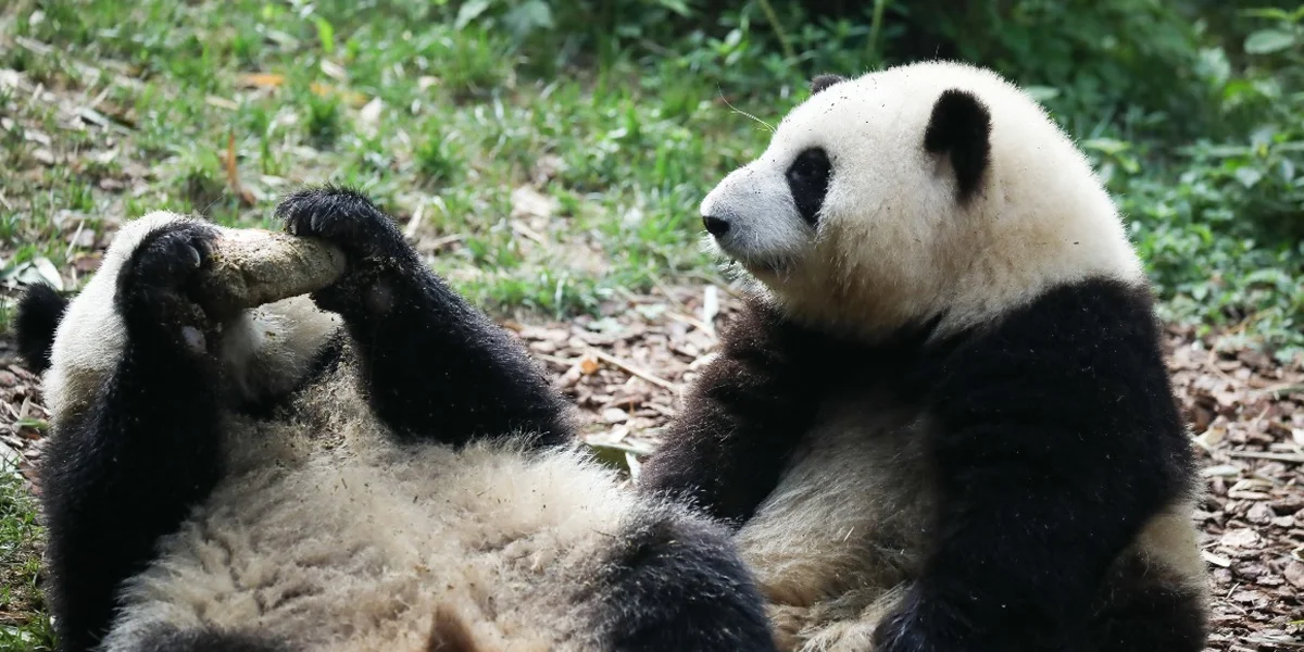 Chengdu Panda Base, Sichuan – Meet China’s Adorable Ambassadors