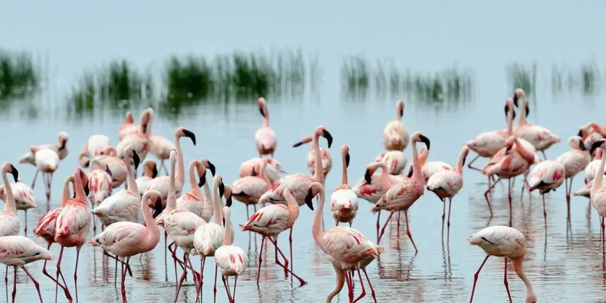 Tourist Attractions to visit in Kenya