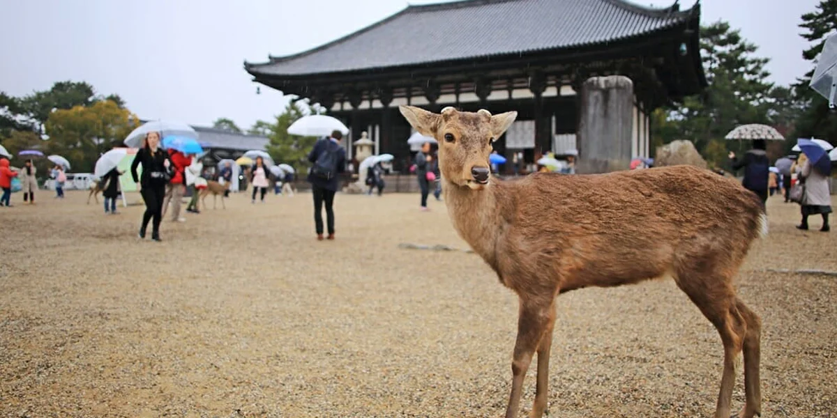 Things to Do in Japan