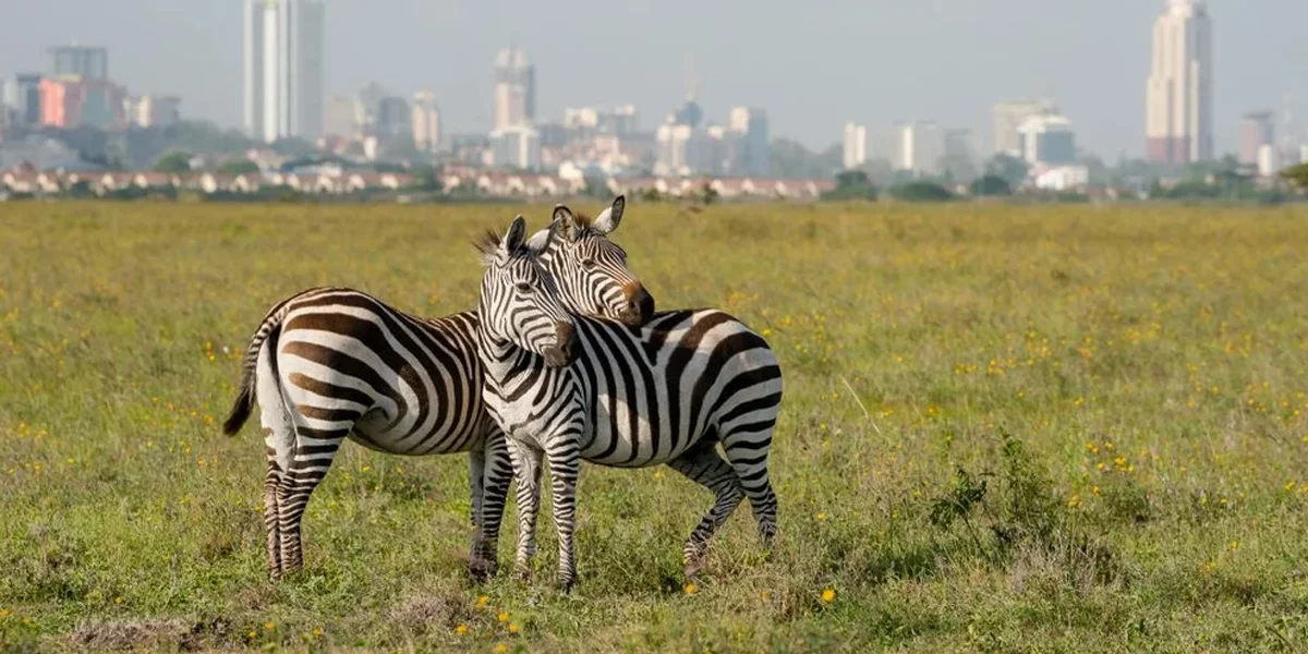 Tourist Attractions to visit in Kenya
