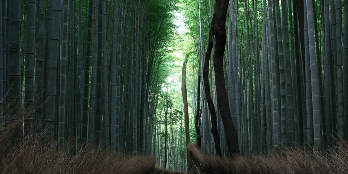 Soak in Nature at Arashiyama Bamboo Grove