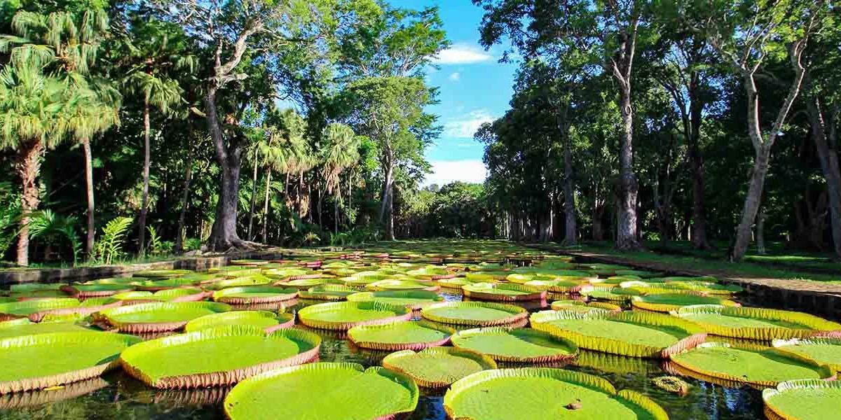 Pamplemousses Botanical Garden