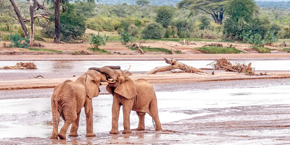 Samburu National Reserve