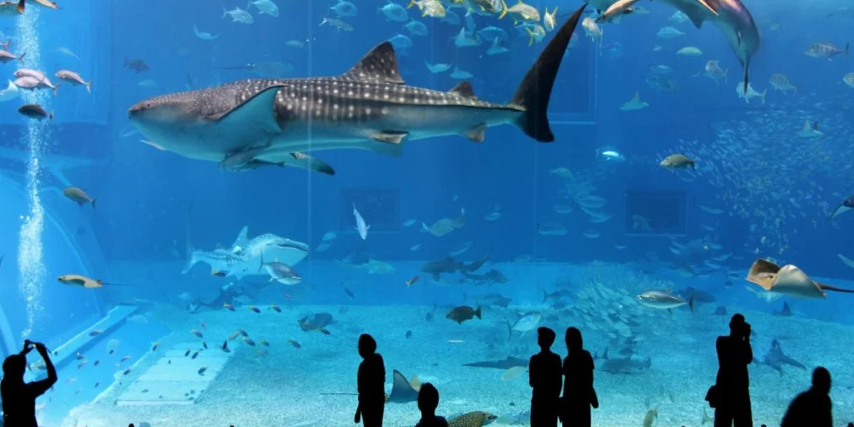  See Marine Life at Osaka Aquarium Kaiyukan