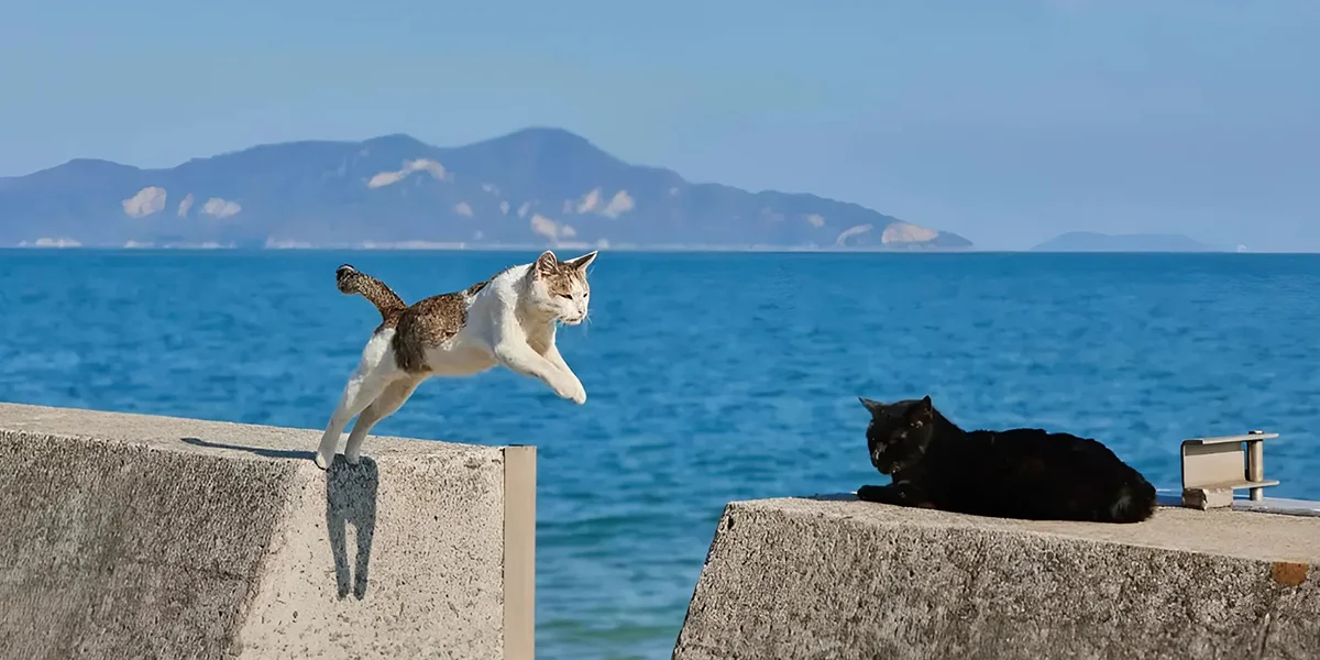 Cat Island – Peace and Spirituality