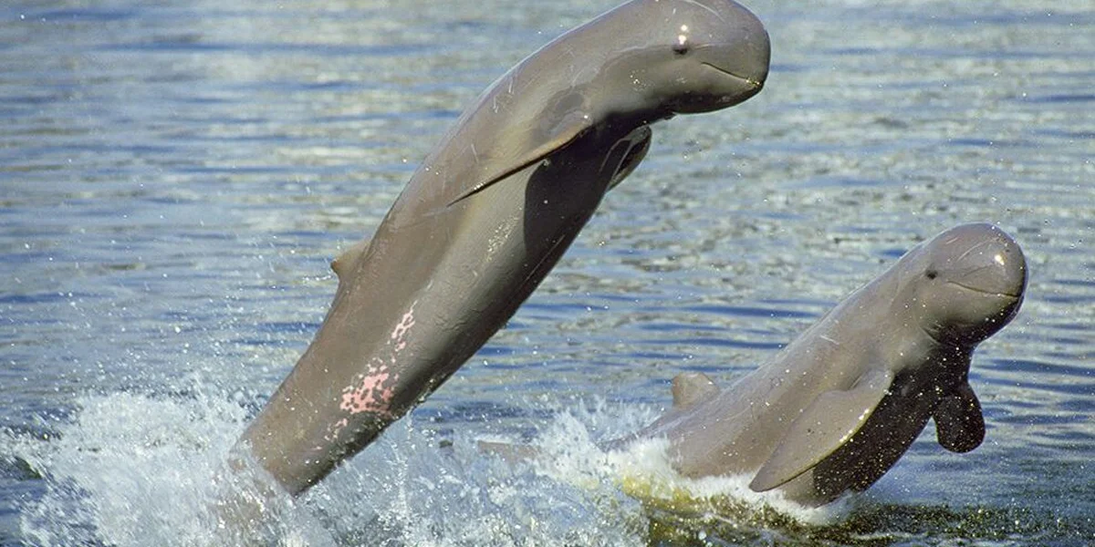 Kratie – Irrawaddy Dolphin Watching