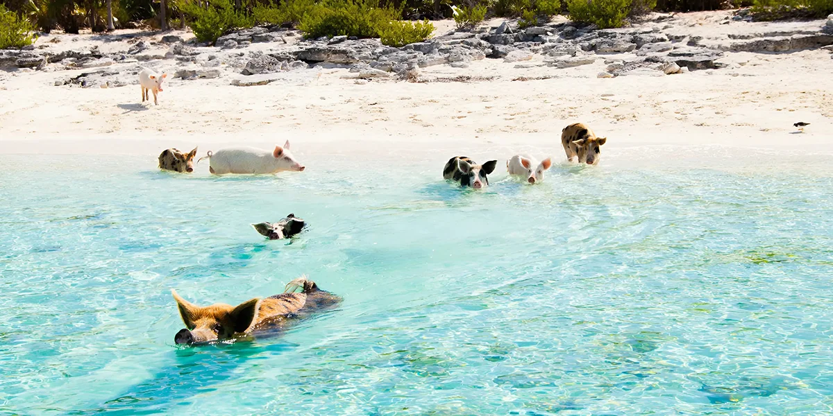 Islands to Visit in the Bahamas
