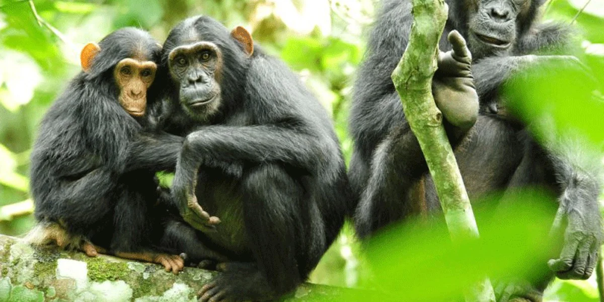 National Parks to Visit in Uganda