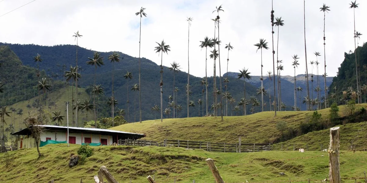 Salento & the Cocora Valley – Coffee Culture & Tallest Palms