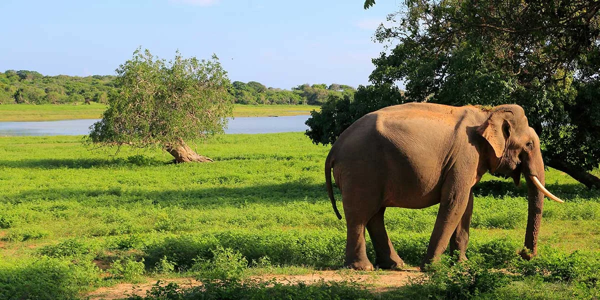 Yala National Park