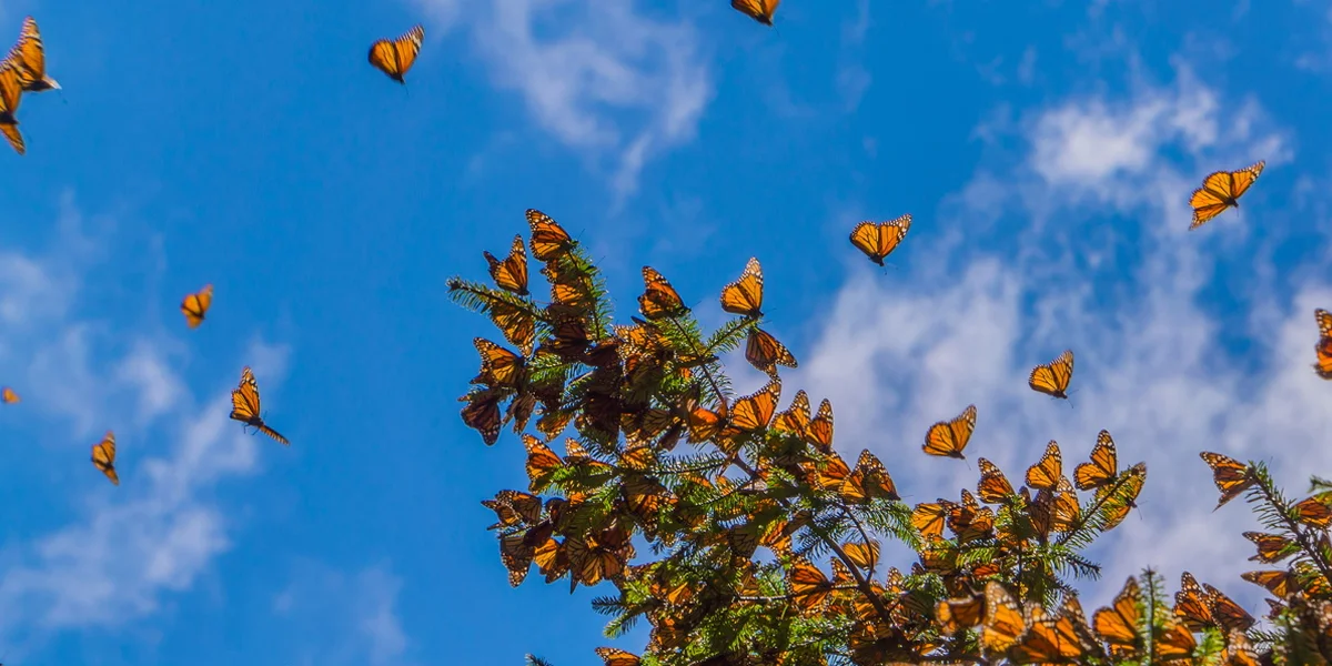 Monarch Butterfly Biosphere Reserve, Michoacán