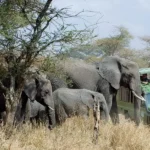 National Parks to Visit in Uganda
