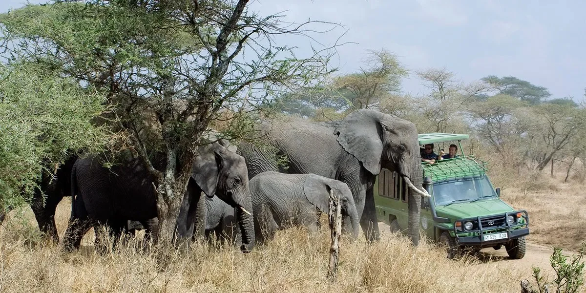 National Parks to Visit in Uganda