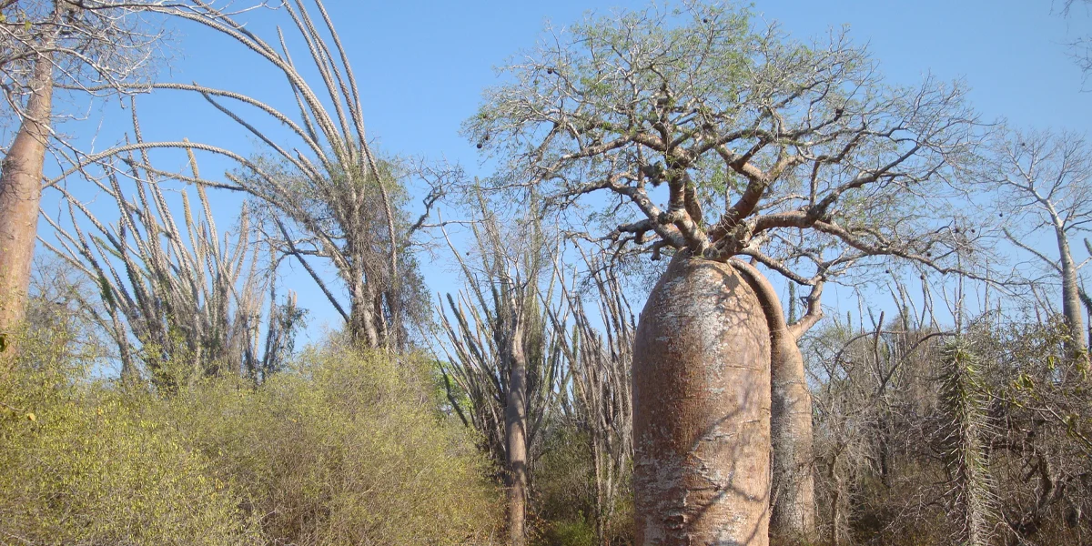 Ifaty and Spiny Forest