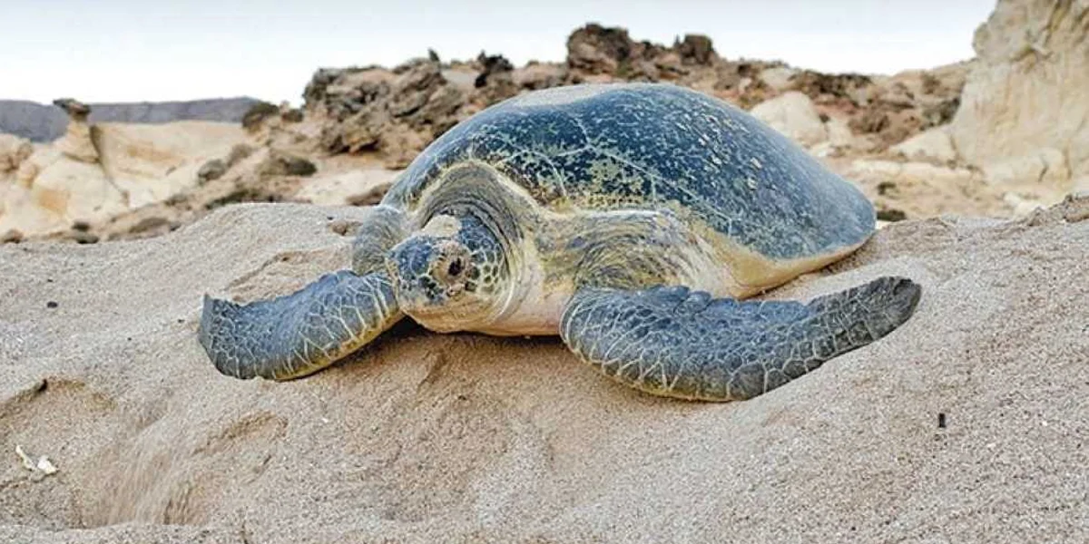 Ras Al Jinz – Turtle Watching Paradise