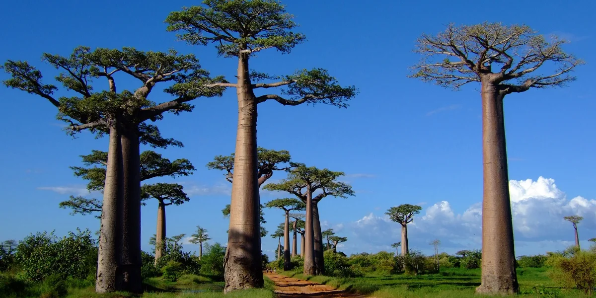 7. Morondava – Avenue of the Baobabs Gateway