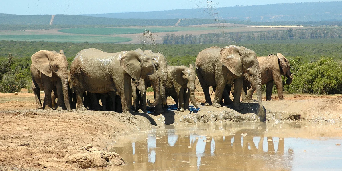 Addo Elephant National Park