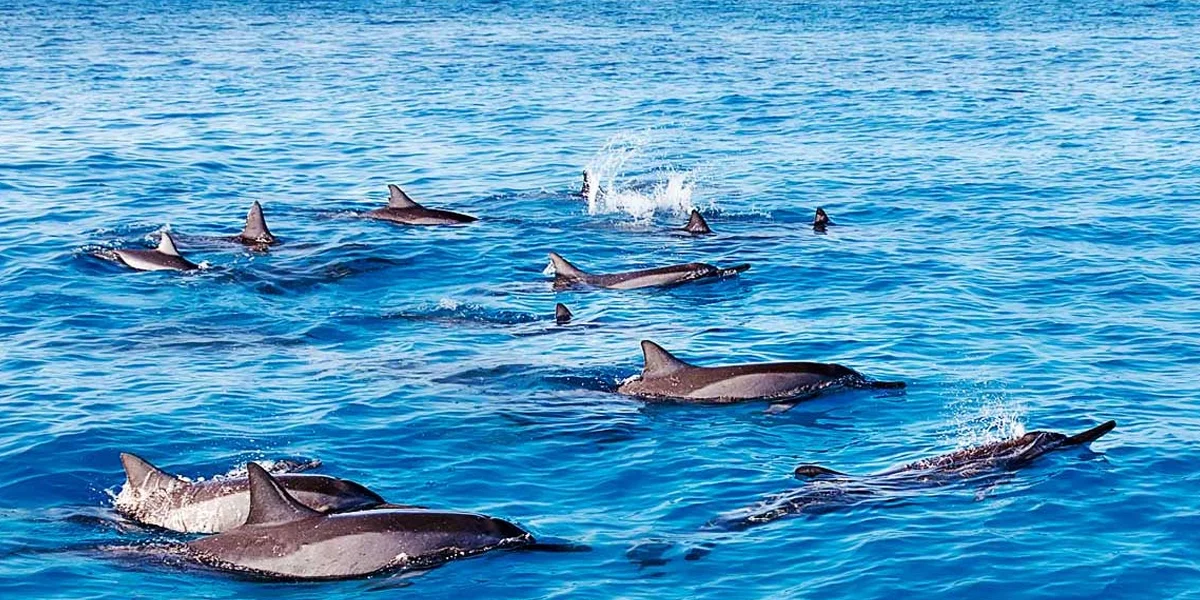 9. Tamarin – Surfing and Dolphin Watching