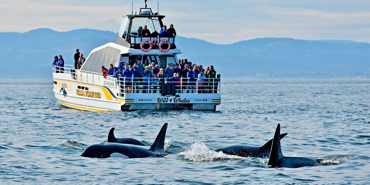 Mirissa — the Whale watching capital