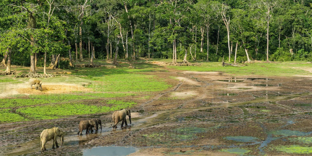 Dja Faunal Reserve A Jungle Adventure