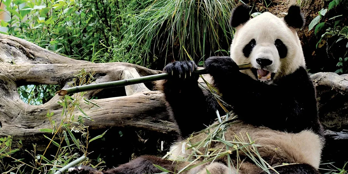 Giant Pandas, Year of The Chengdu