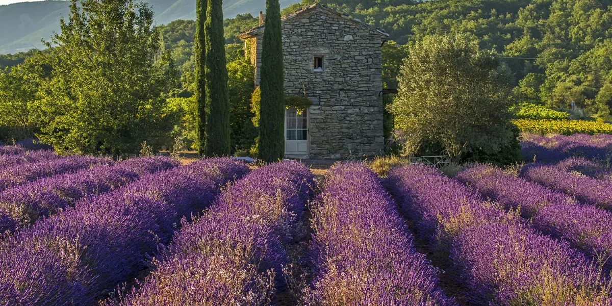8. Provence – The Land of Lavender and Old Stones