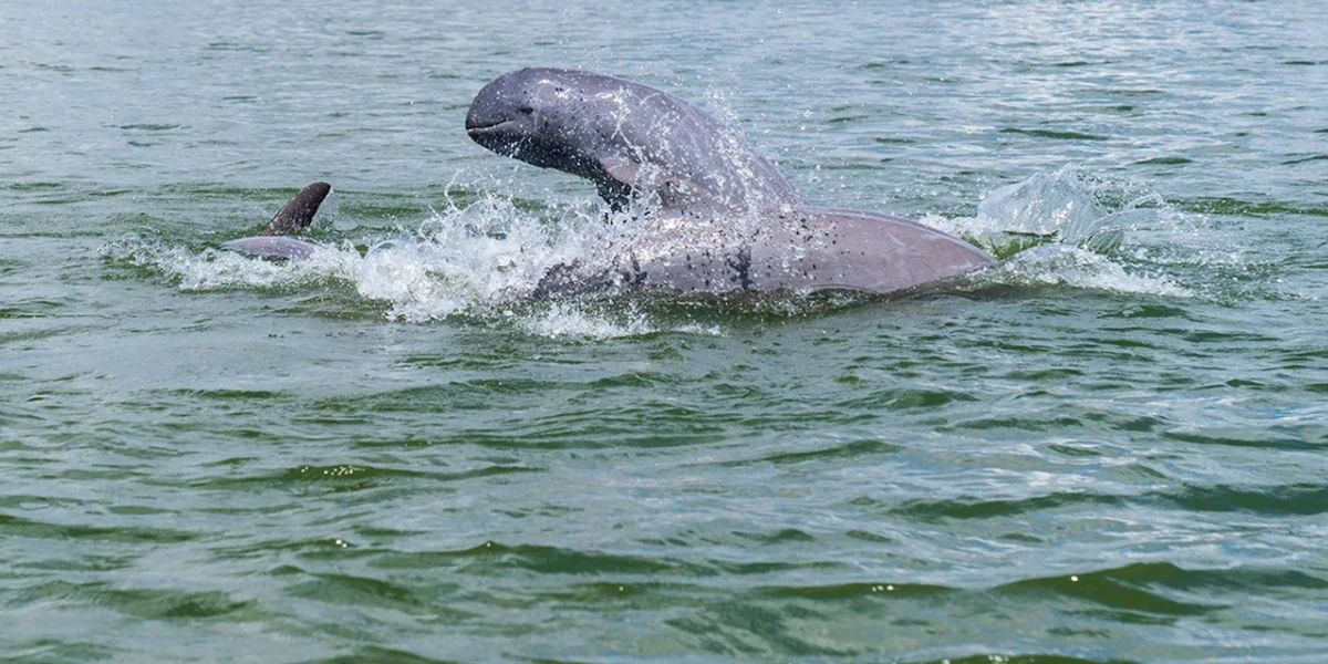  Kratie Dolphin Watching on the Mekon