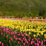 Best Time to Visit India