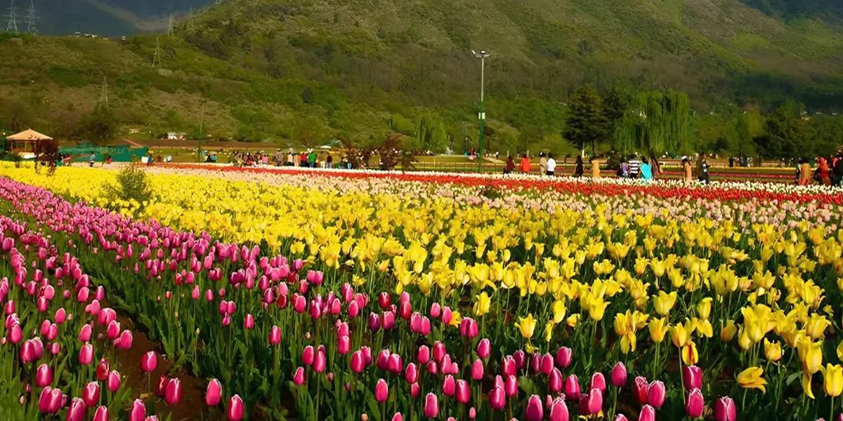 Best Time to Visit India