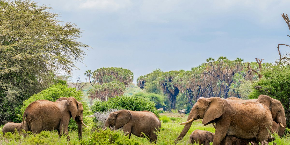 Samburu National Reserve