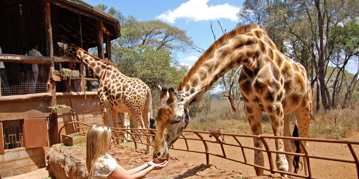 Giraffe Centre in Nairobi