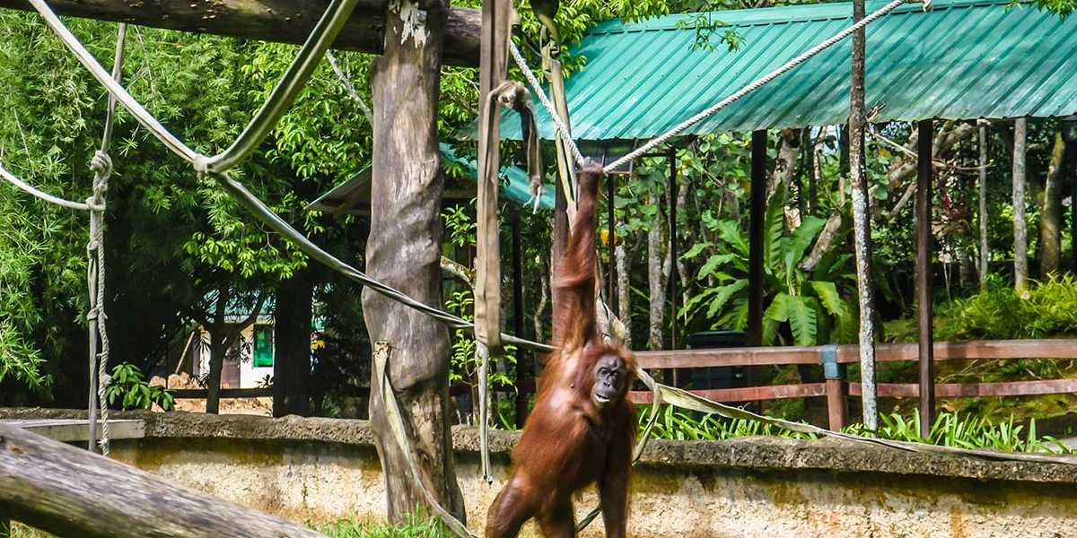 Sepilok orangutan rehabilitation centre, Borneo