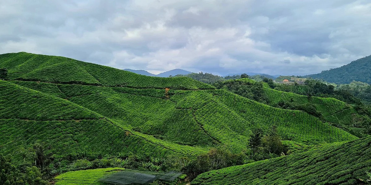 Cameron Highlands