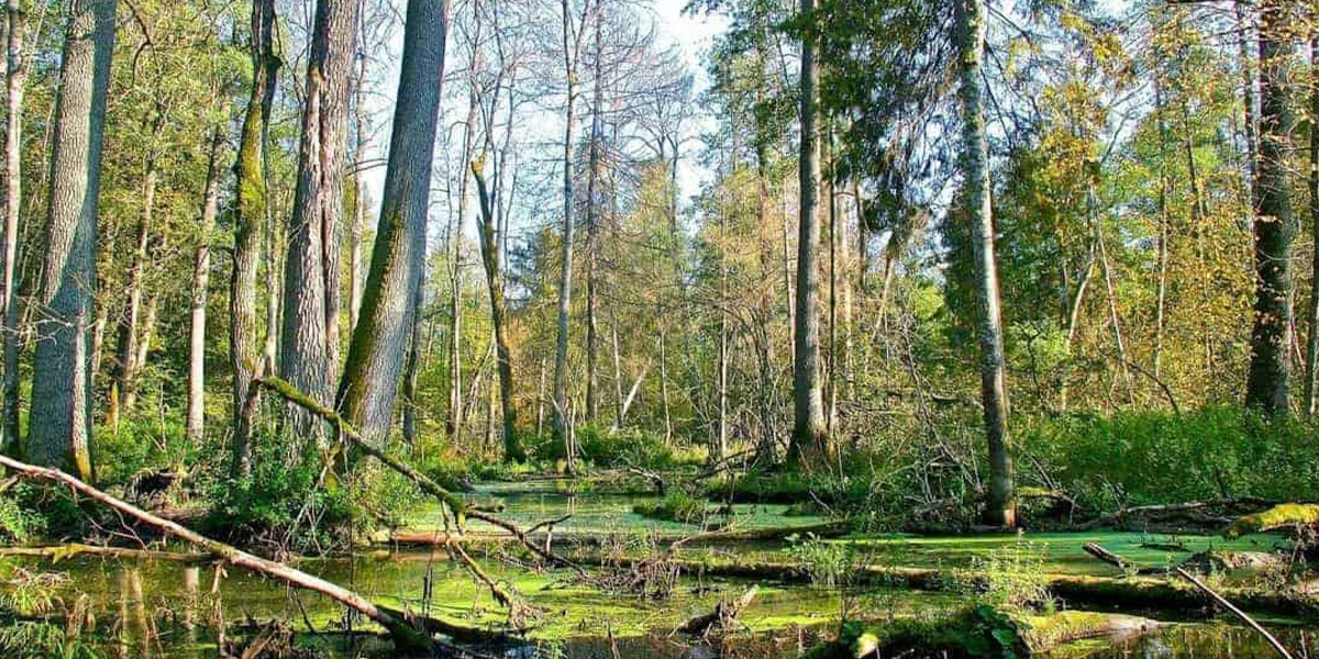 Białowieża Forest