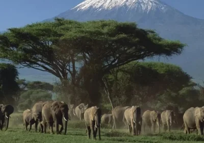 Best Time to Visit Kenya