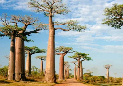 Madagascar Vacation