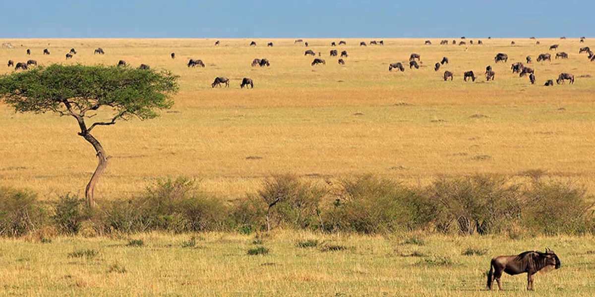 10. Meru National Park