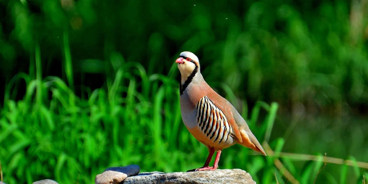 otography and Birdwatching in Dachigam National Park