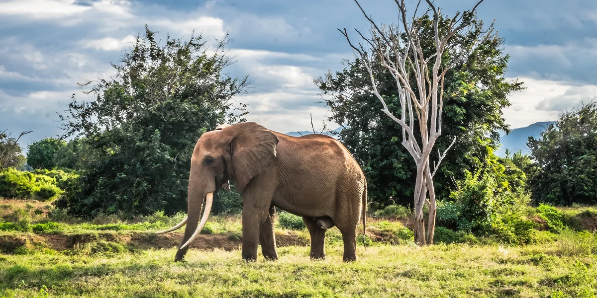 National Parks in Kenya