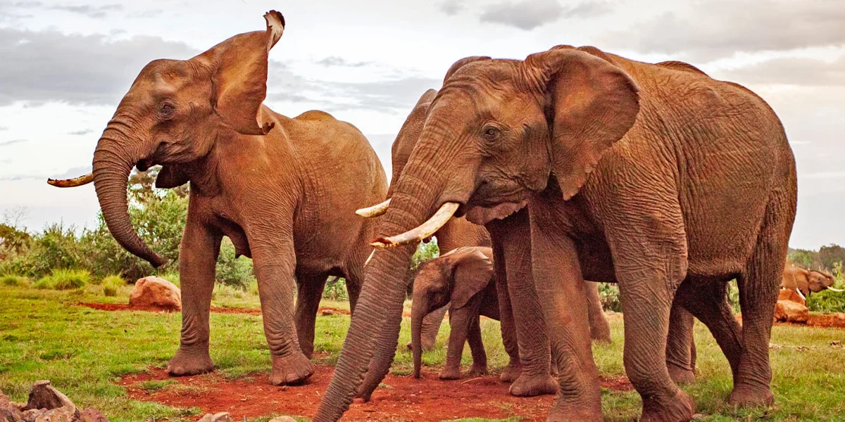 National Parks in Kenya