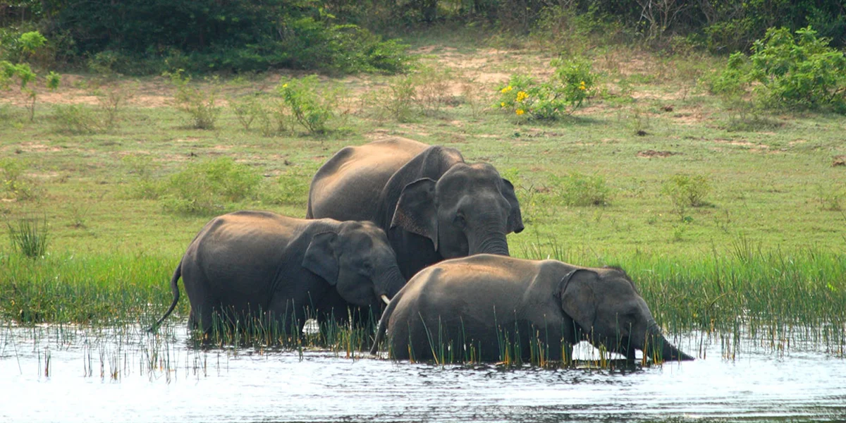 6. Wild Life Safari at Yala National Park.